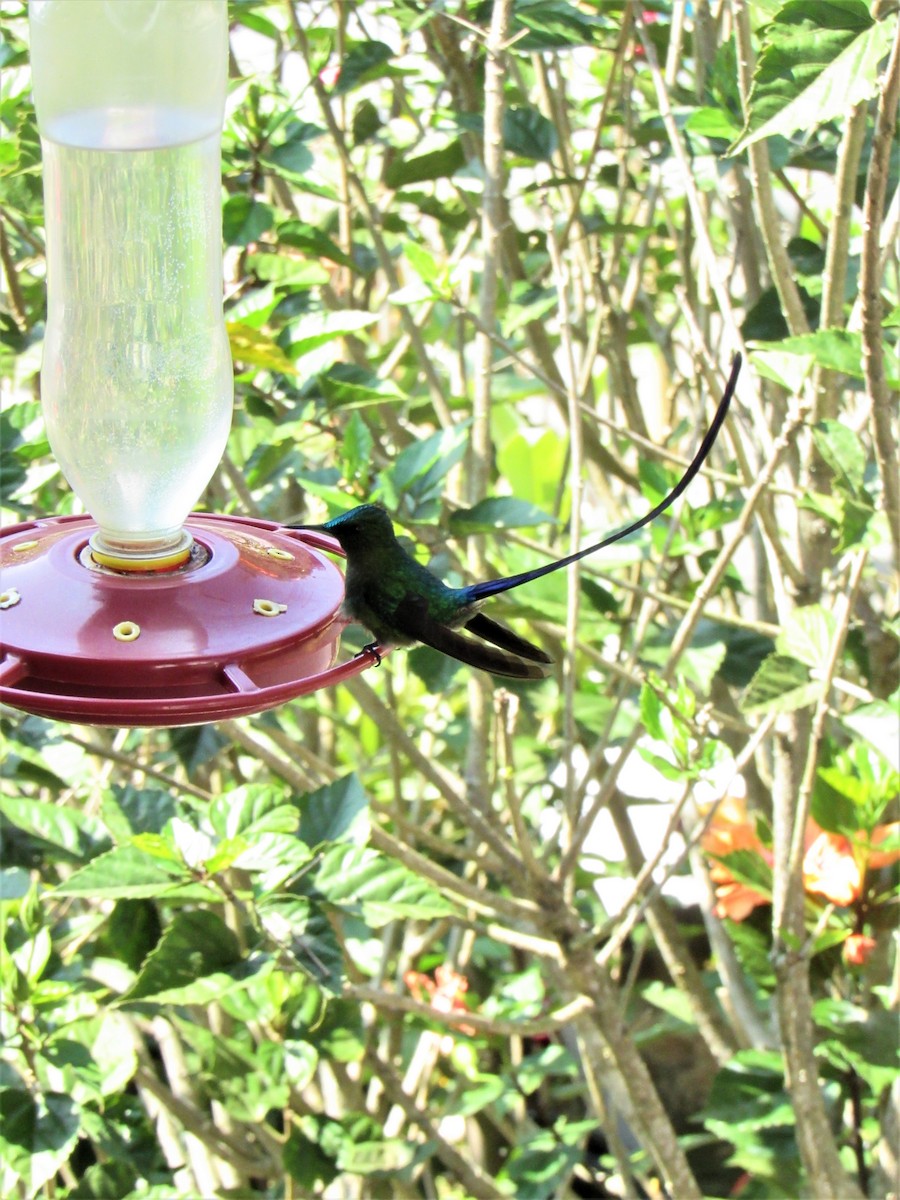 Long-tailed Sylph - ML613572574