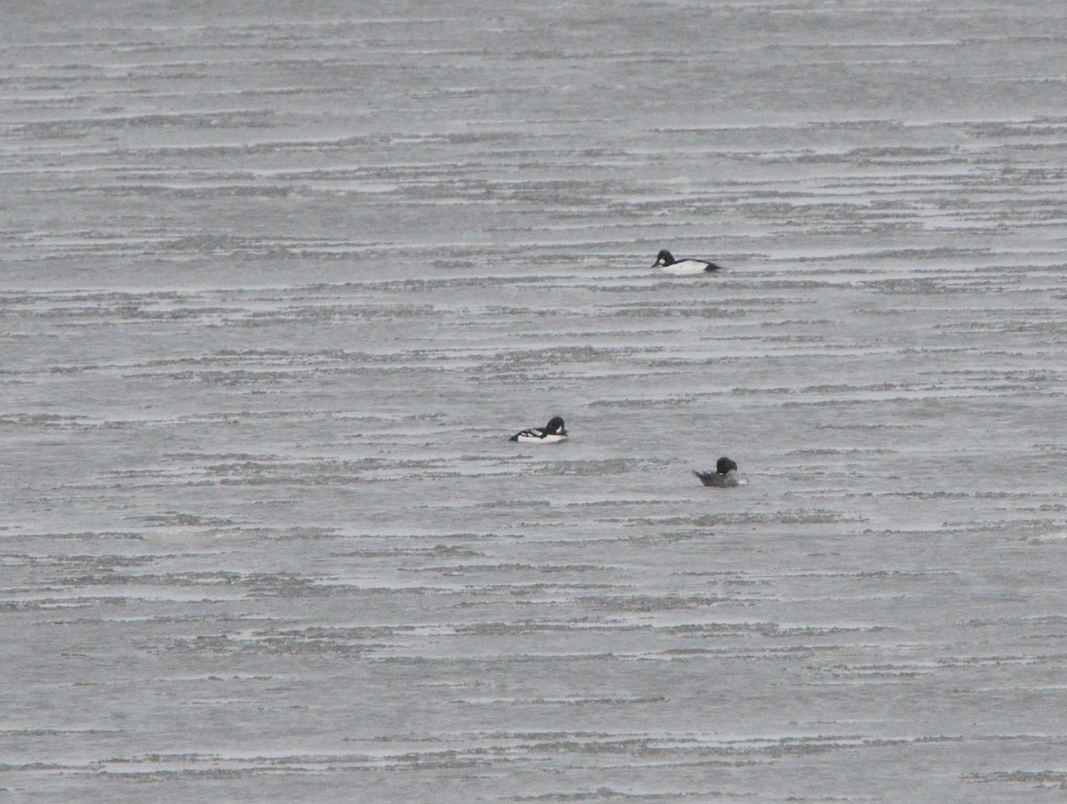 Barrow's Goldeneye - ML613572593