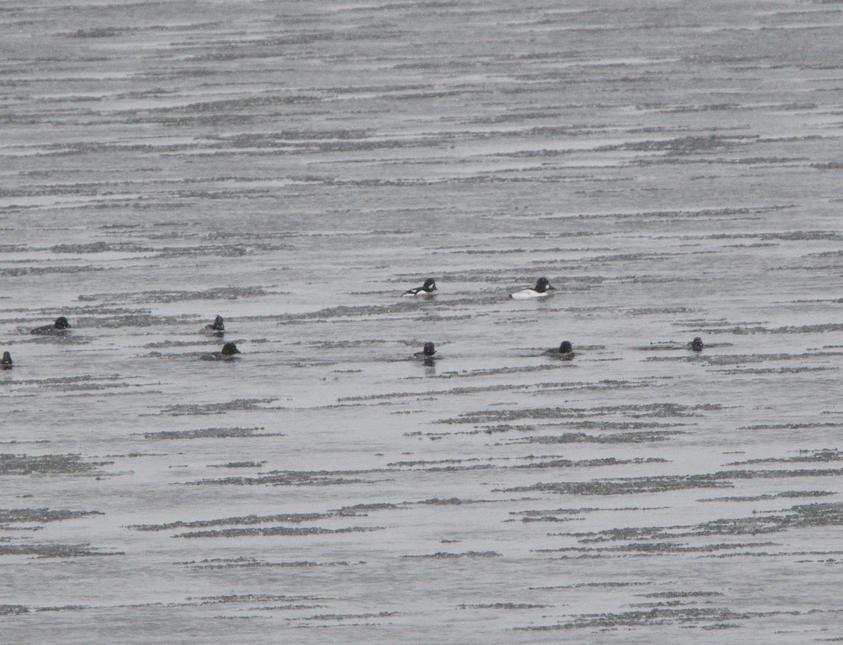 Barrow's Goldeneye - ML613572594