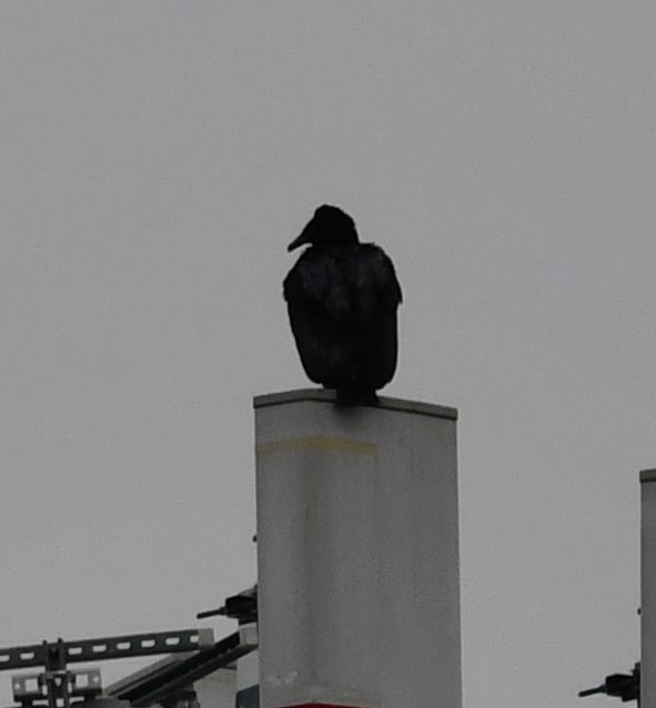 Black Vulture - ML613572661