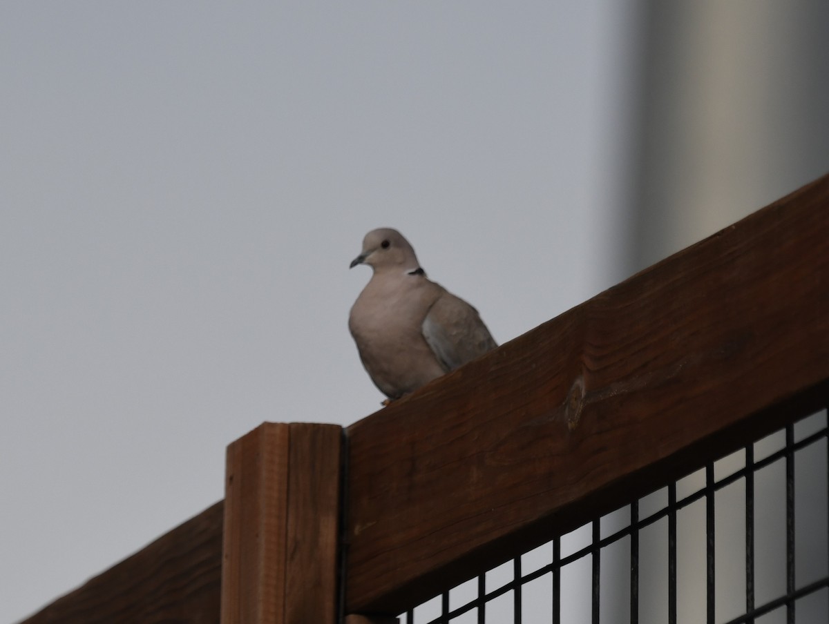 Eurasian Collared-Dove - ML613572685