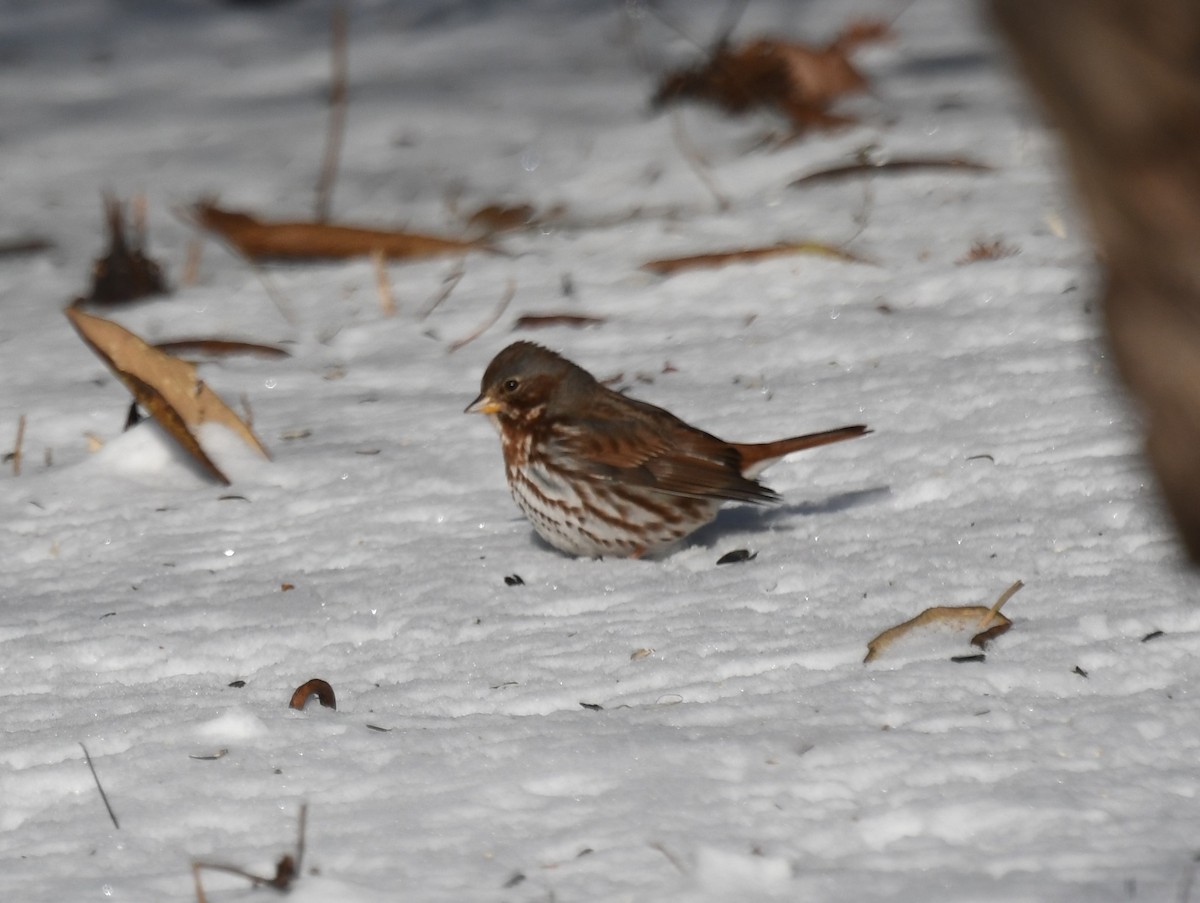 Fox Sparrow - ML613572710