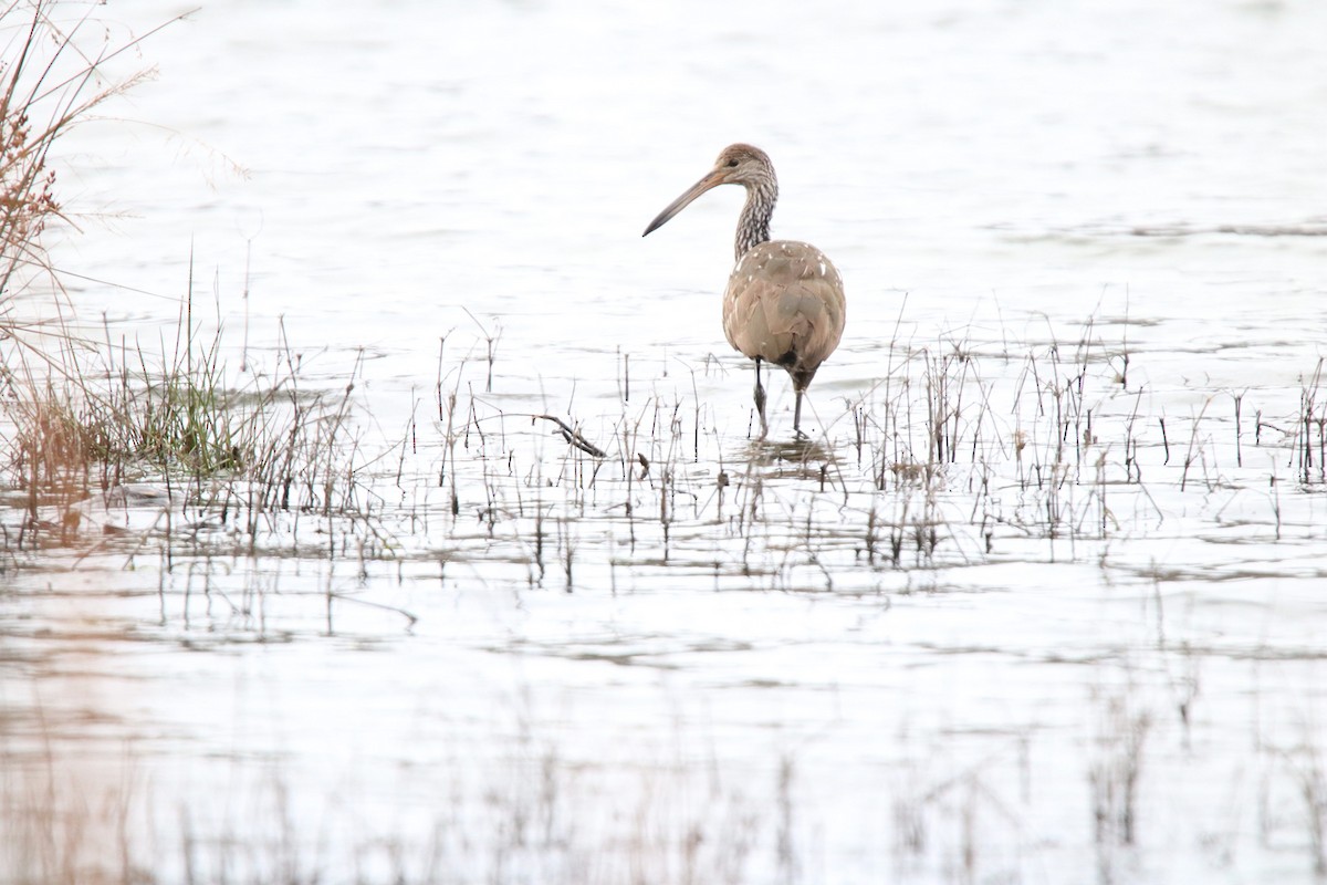 Limpkin - ML613572826