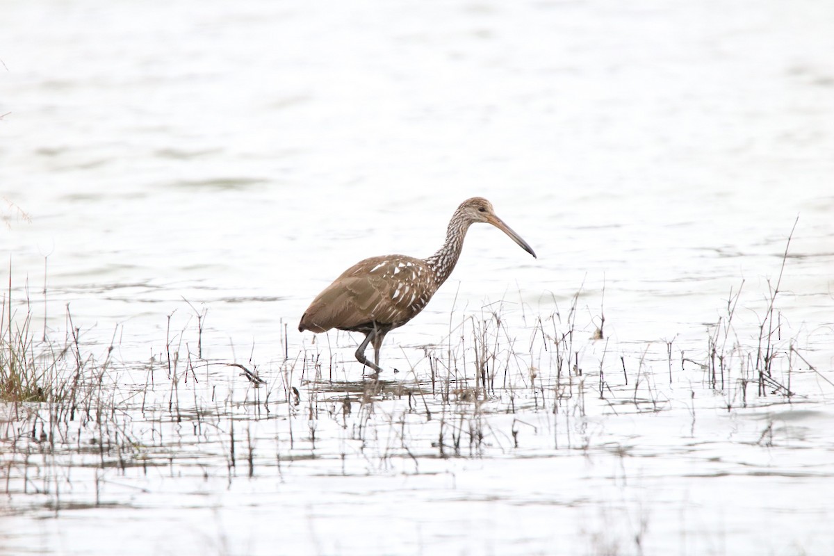 Limpkin - Kit Pflughoft