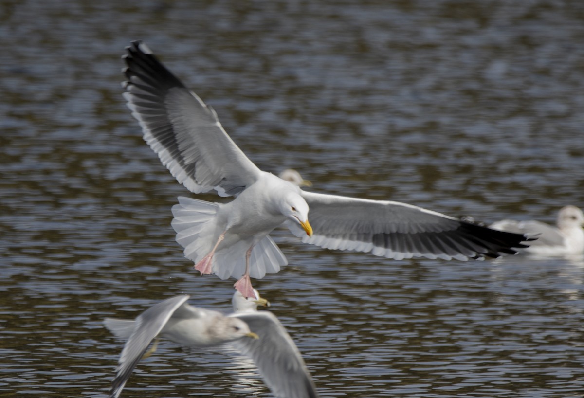 Gaviota Occidental - ML613573025