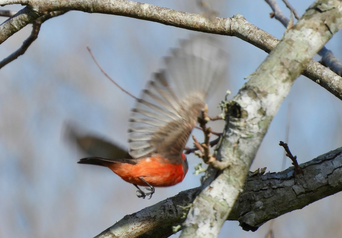 Vermilion Flycatcher - ML613573034