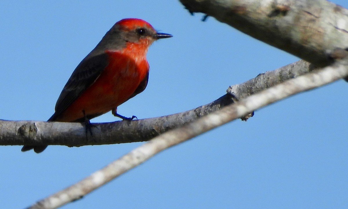 Vermilion Flycatcher - ML613573035