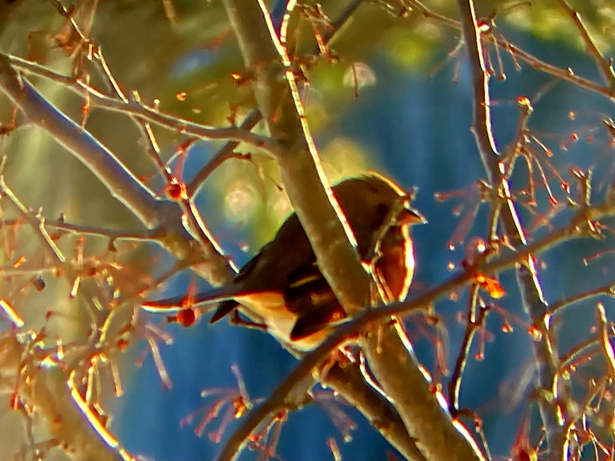 Eastern Towhee - ML613573043