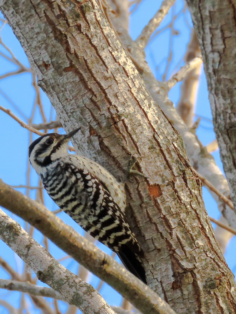 Ladder-backed Woodpecker - Mika Aguilar