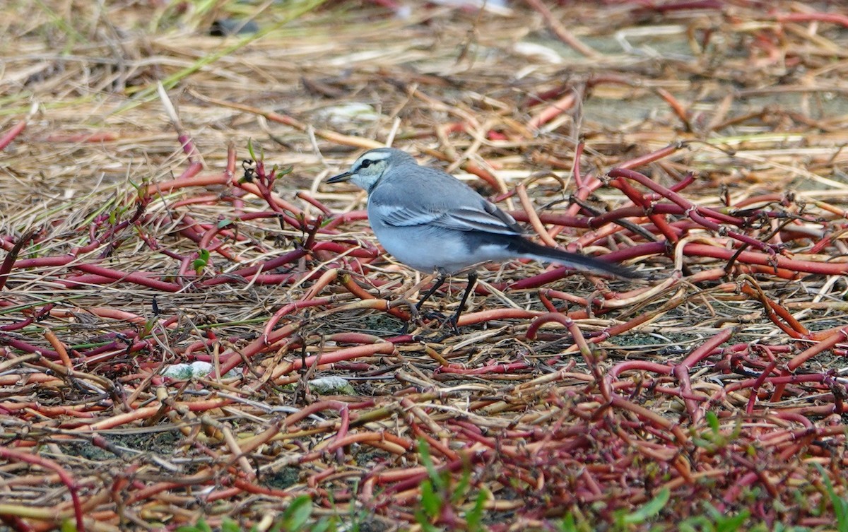 White Wagtail - Breck Tyler