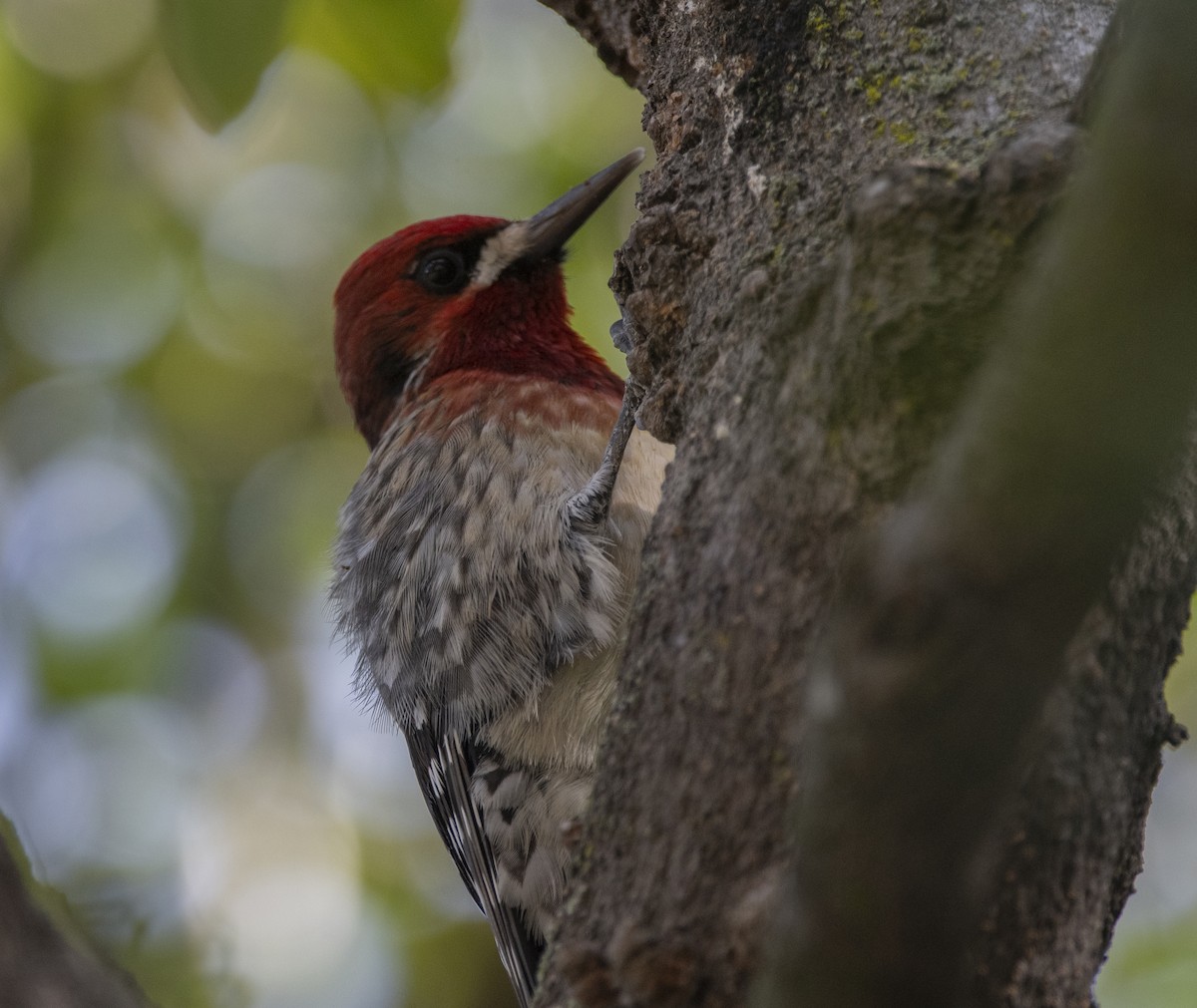 Red-breasted Sapsucker - ML613573063