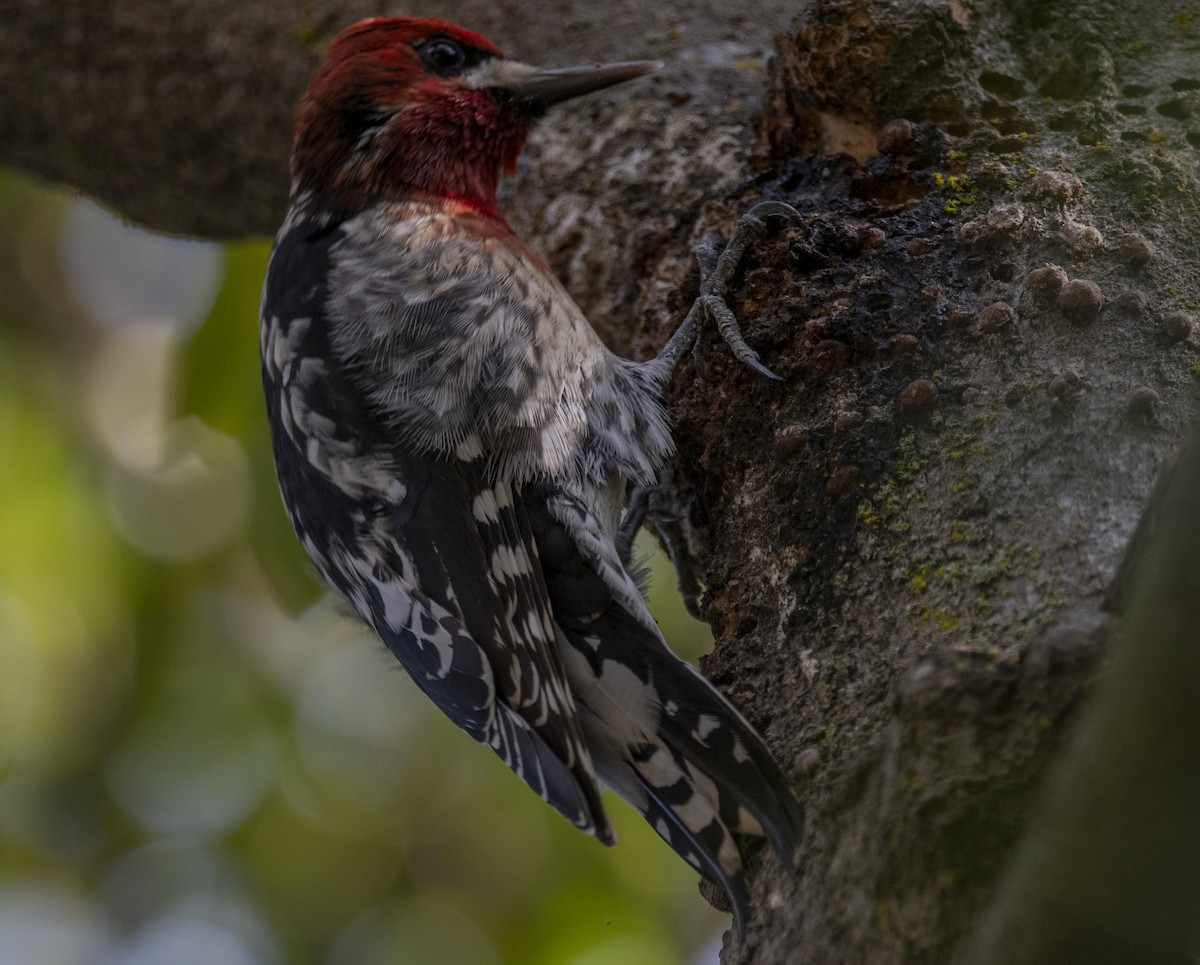 Red-breasted Sapsucker - ML613573064