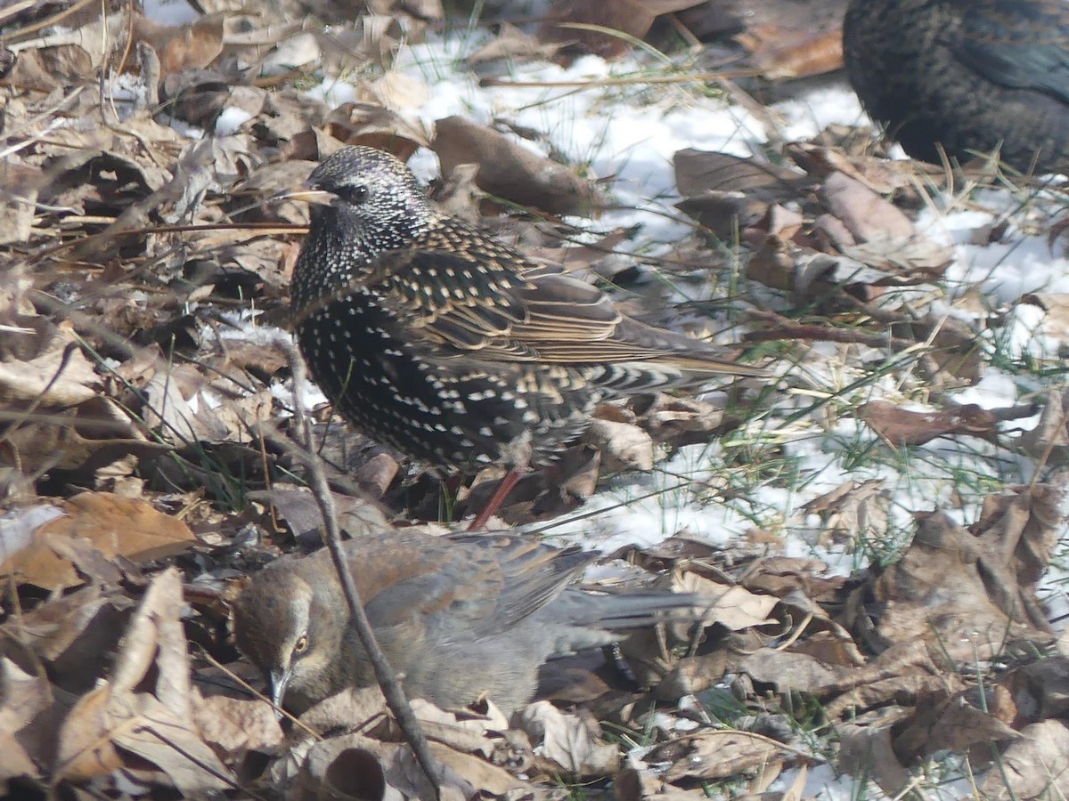 European Starling - ML613573205