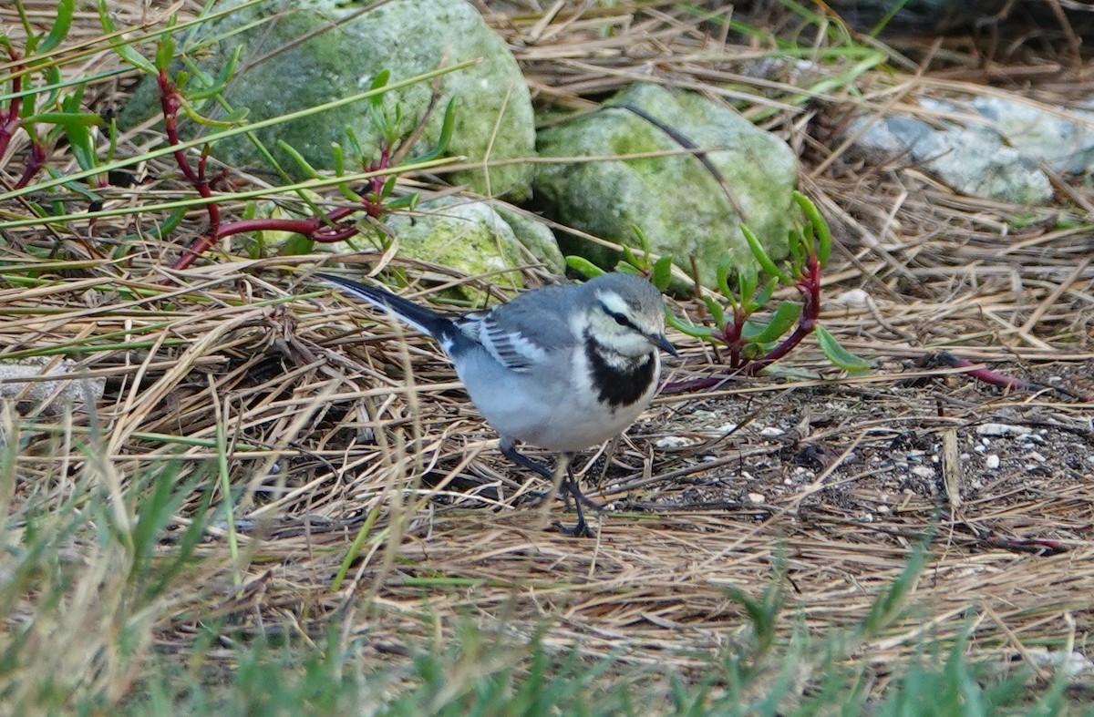 White Wagtail - Breck Tyler