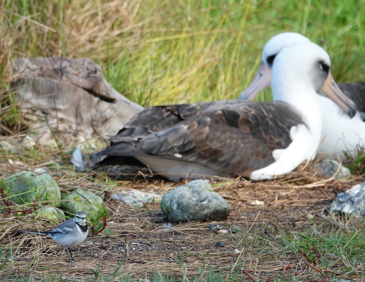 White Wagtail - ML613573239