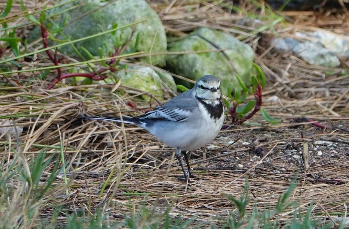 White Wagtail - Breck Tyler