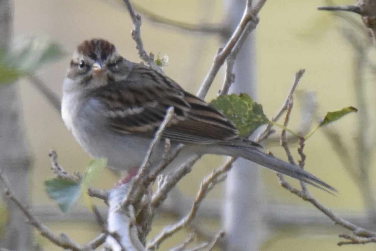 Chipping Sparrow - ML613573264