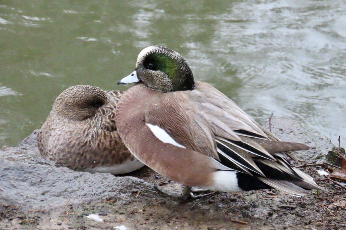 American Wigeon - ML613573305