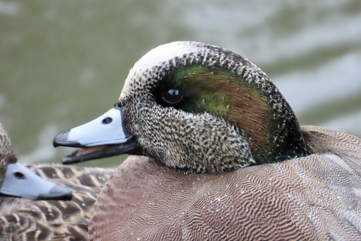 American Wigeon - ML613573306