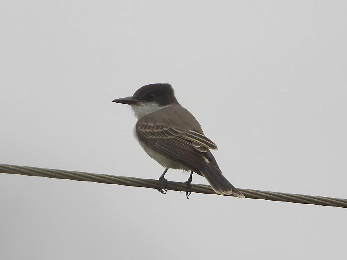 Loggerhead Kingbird - ML613573315