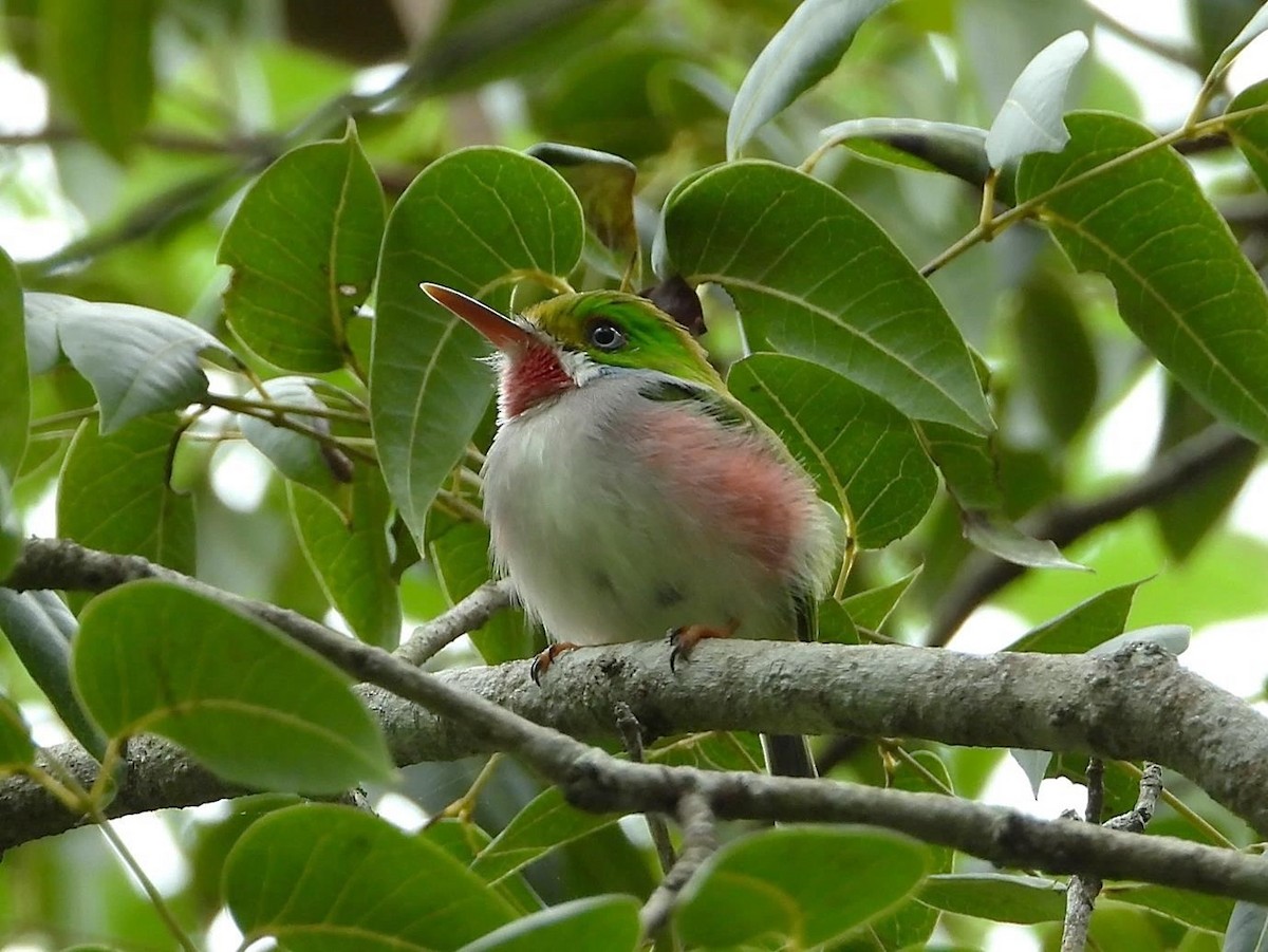 Cuban Tody - ML613573361