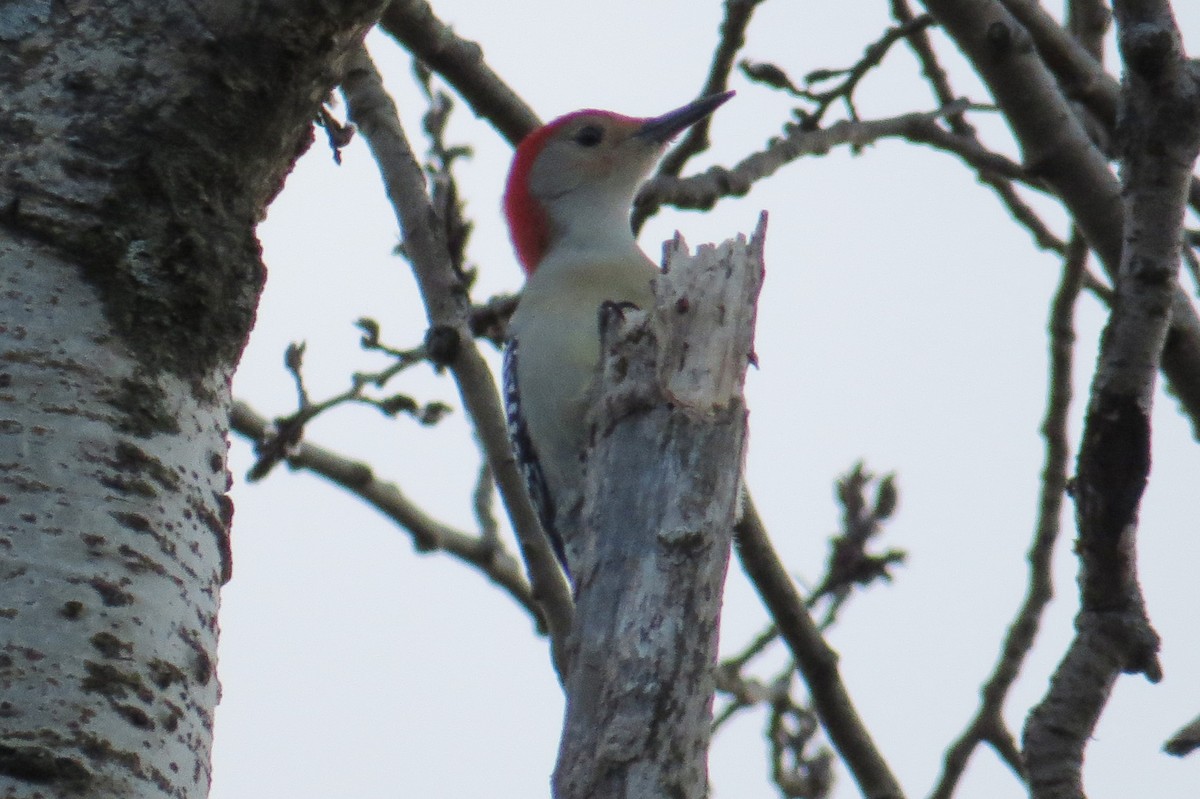 Red-bellied Woodpecker - ML613573449