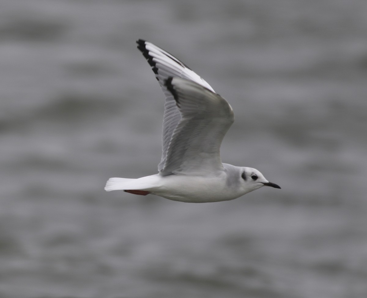 Bonaparte's Gull - ML613573532