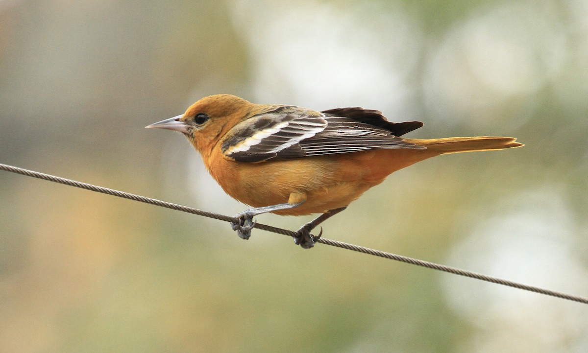 Baltimore Oriole - ML613573541