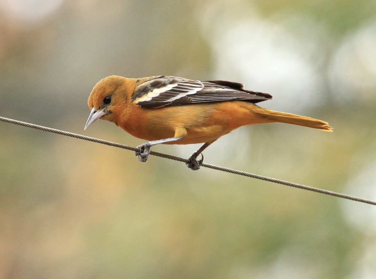 Baltimore Oriole - ML613573542