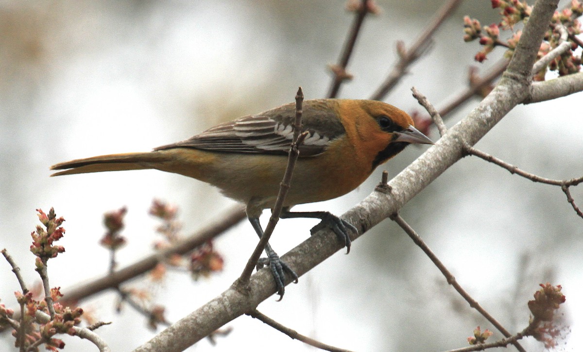 Bullock's Oriole - ML613573549