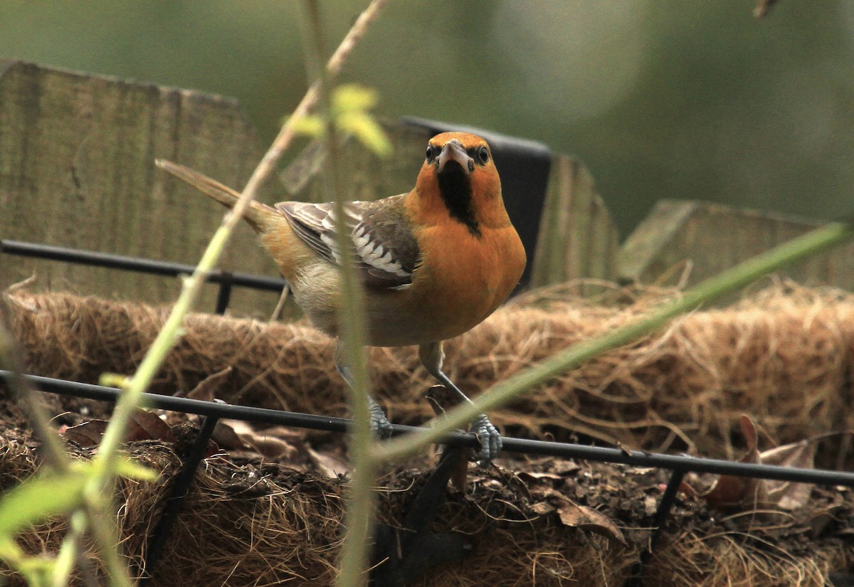 Bullock's Oriole - ML613573550