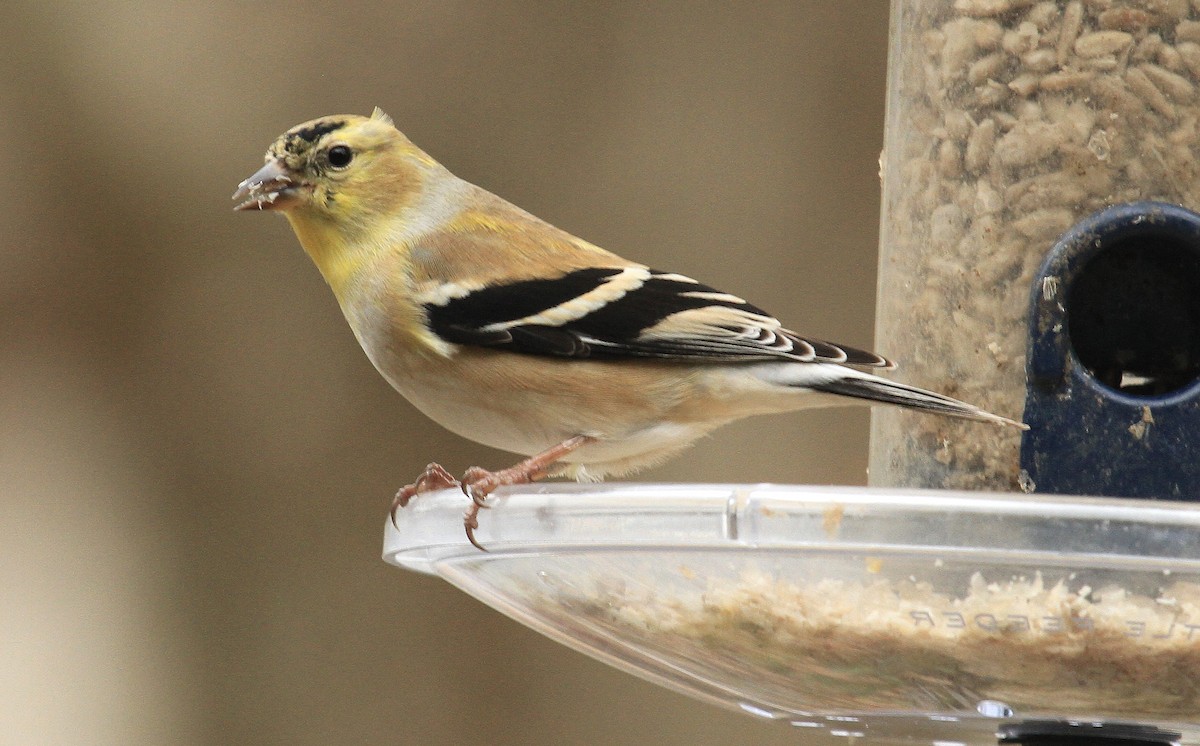 American Goldfinch - ML613573556