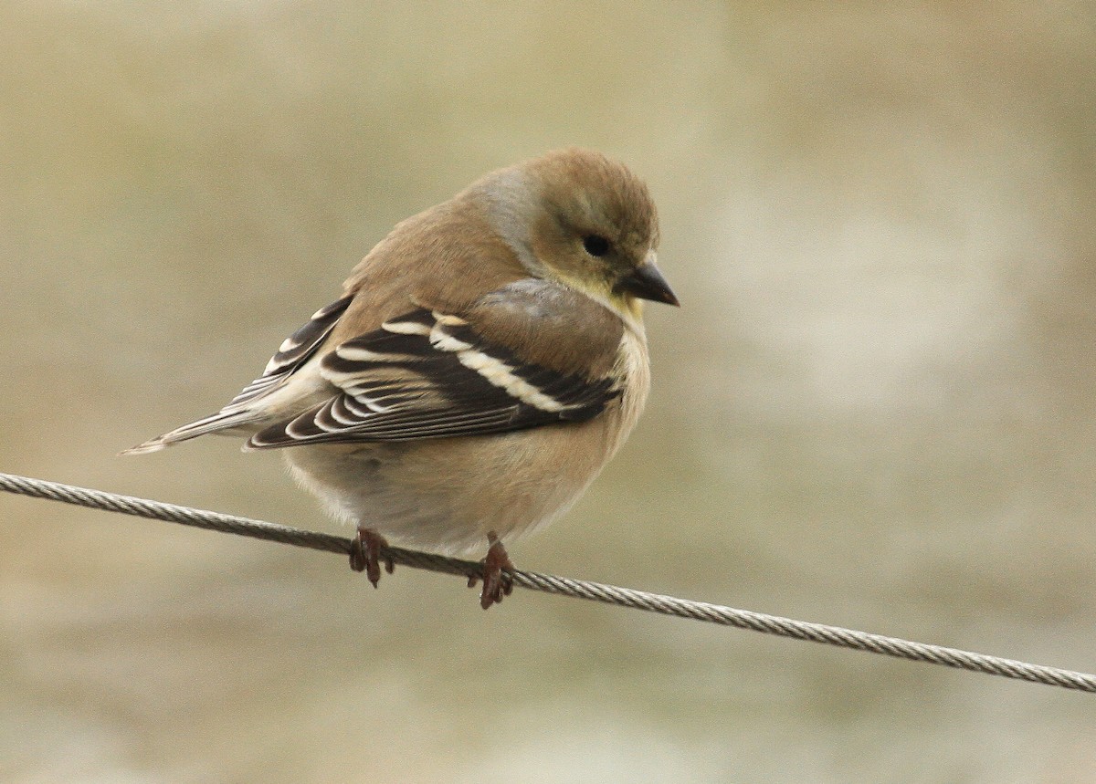 American Goldfinch - ML613573557