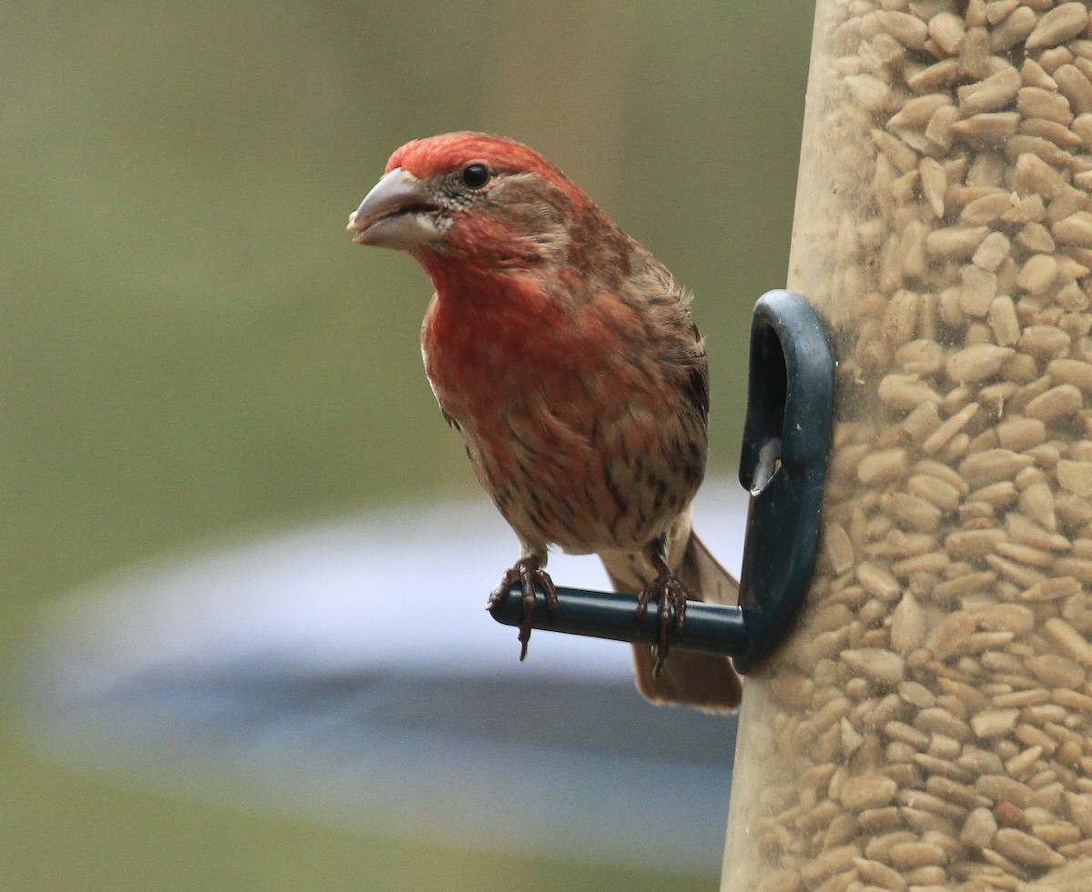 House Finch - ML613573564