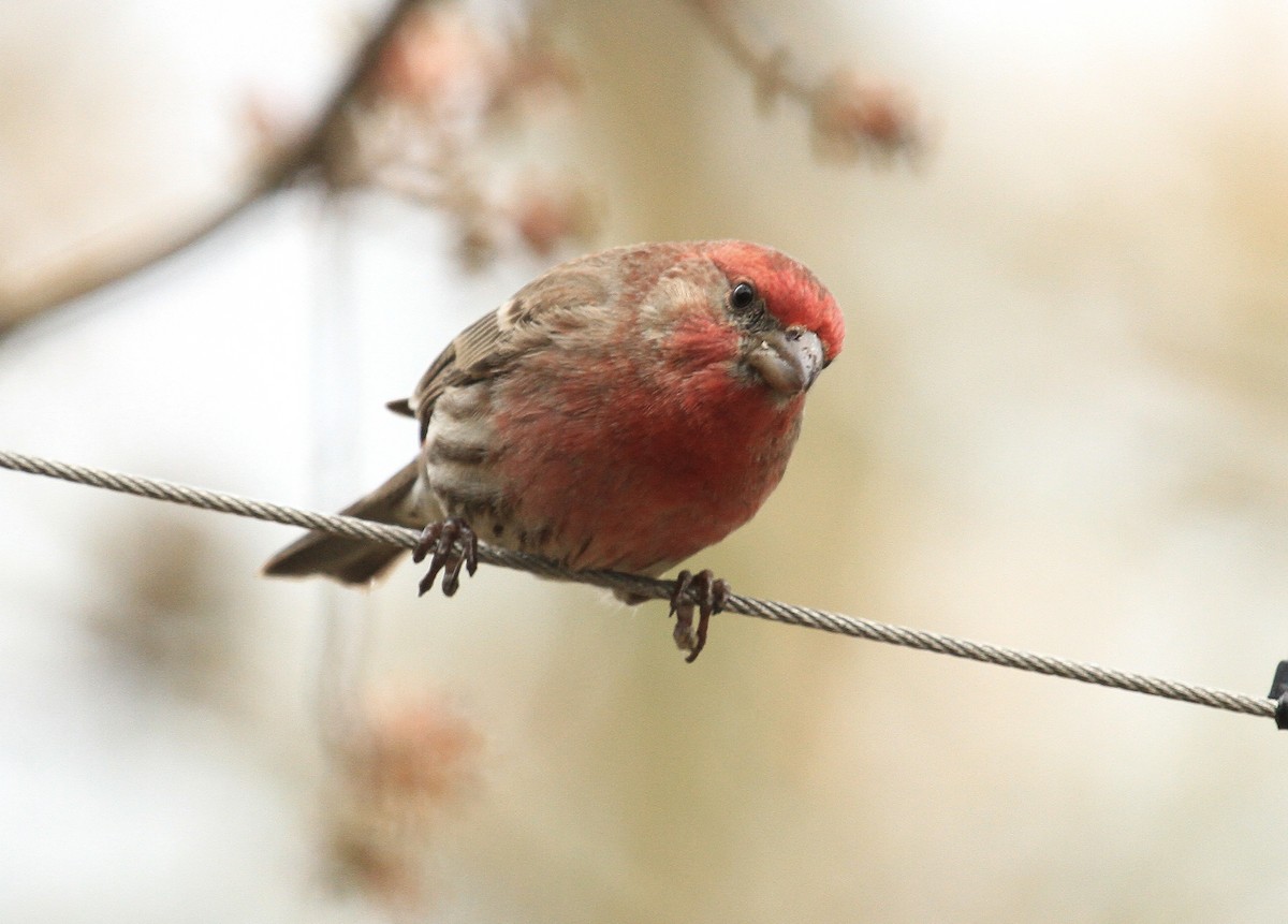 House Finch - ML613573565