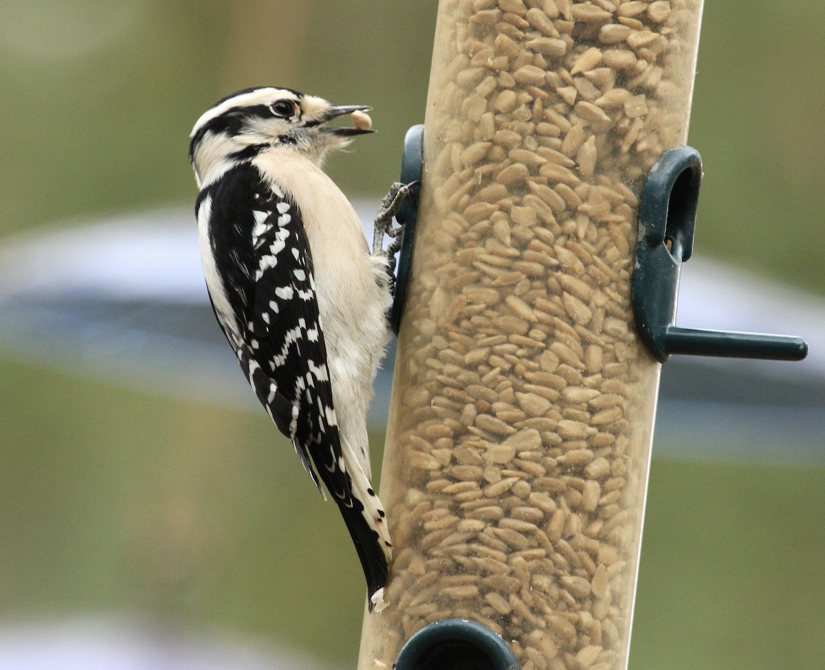 Downy Woodpecker - ML613573574