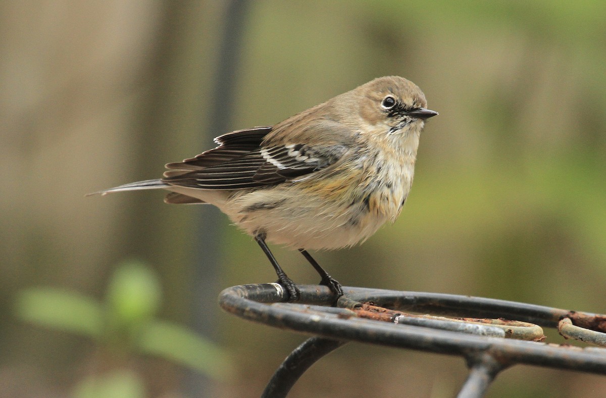 Yellow-rumped Warbler - ML613573587