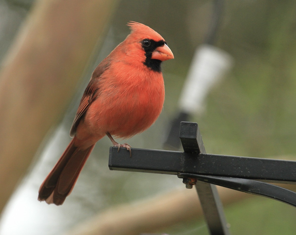 Northern Cardinal - ML613573593