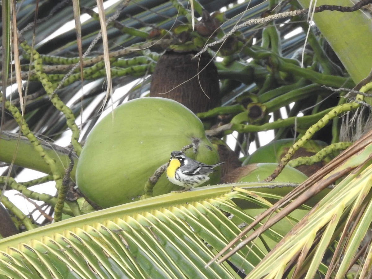 Yellow-throated Warbler - ML613573731