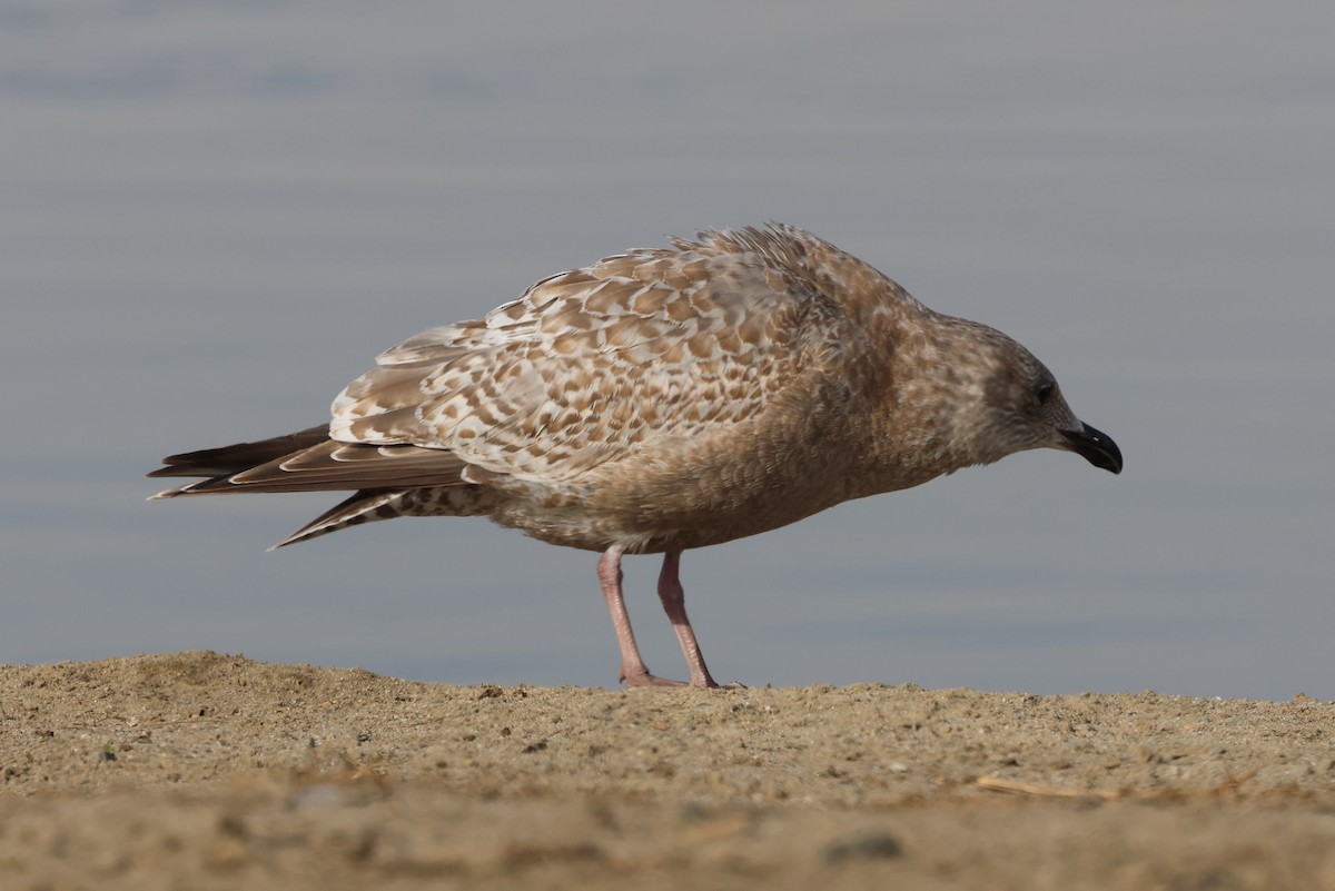 Iceland Gull (Thayer's) - ML613573784
