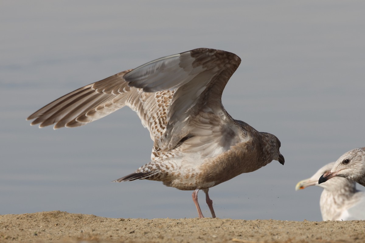 Iceland Gull (Thayer's) - ML613573785