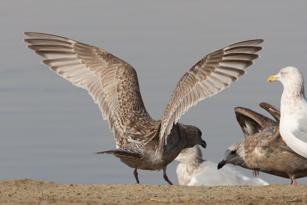 Iceland Gull (Thayer's) - ML613573787
