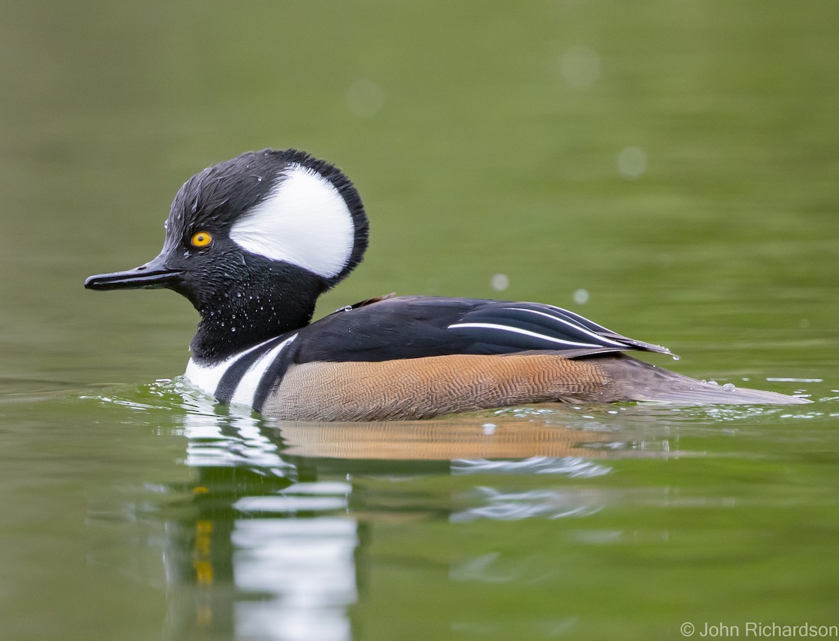 Hooded Merganser - John Richardson