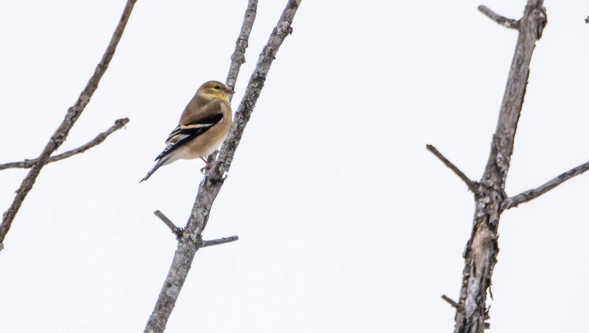 American Goldfinch - Matt M.