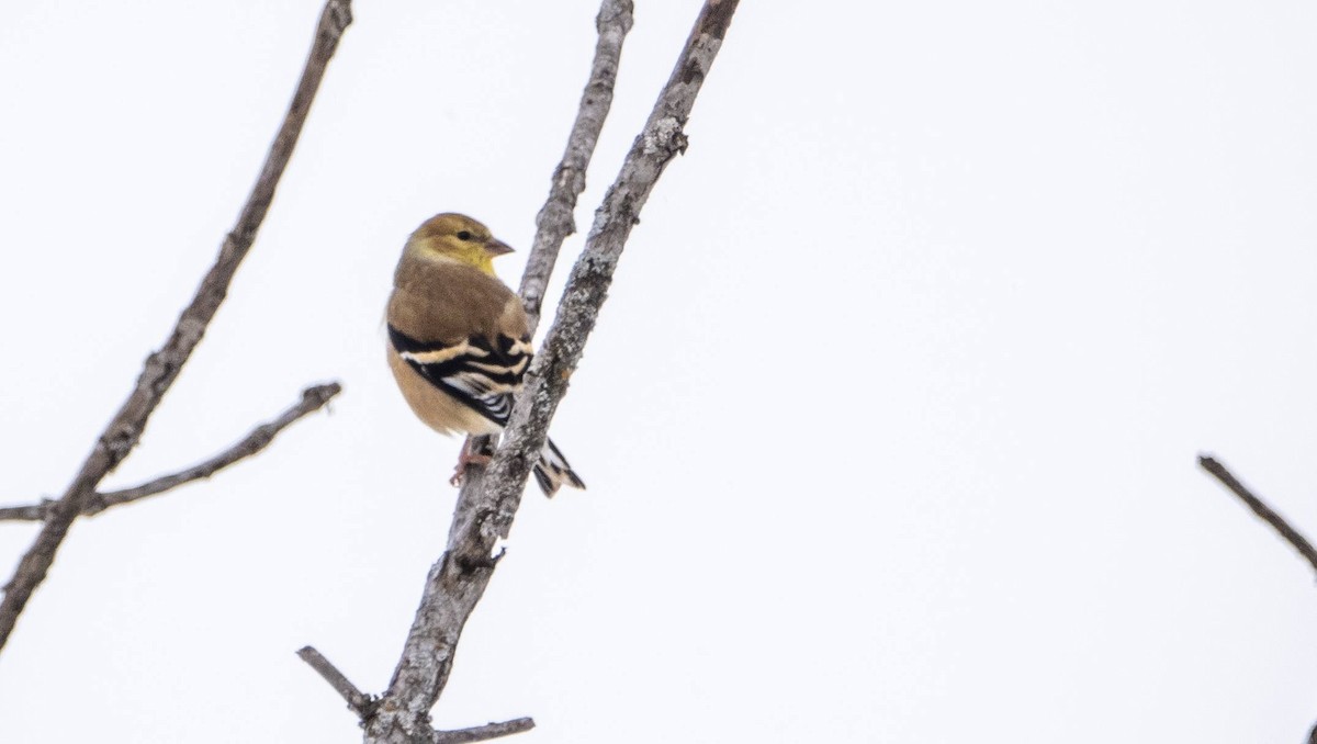 American Goldfinch - ML613573840