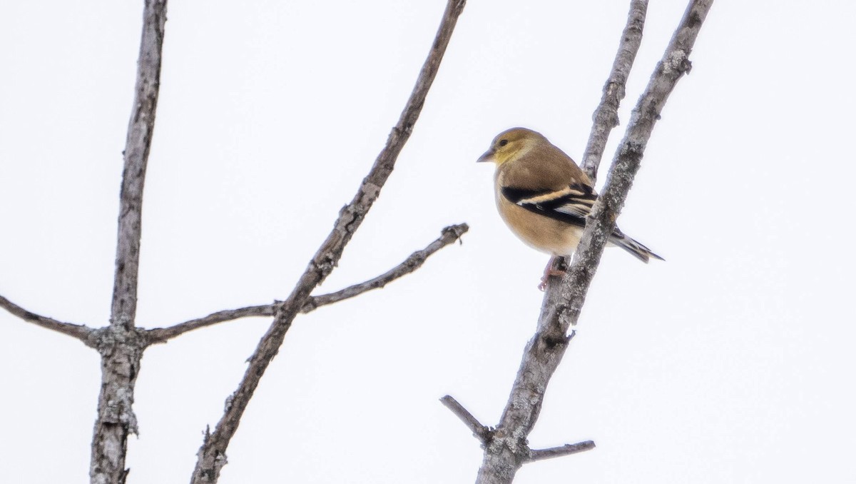 American Goldfinch - ML613573841