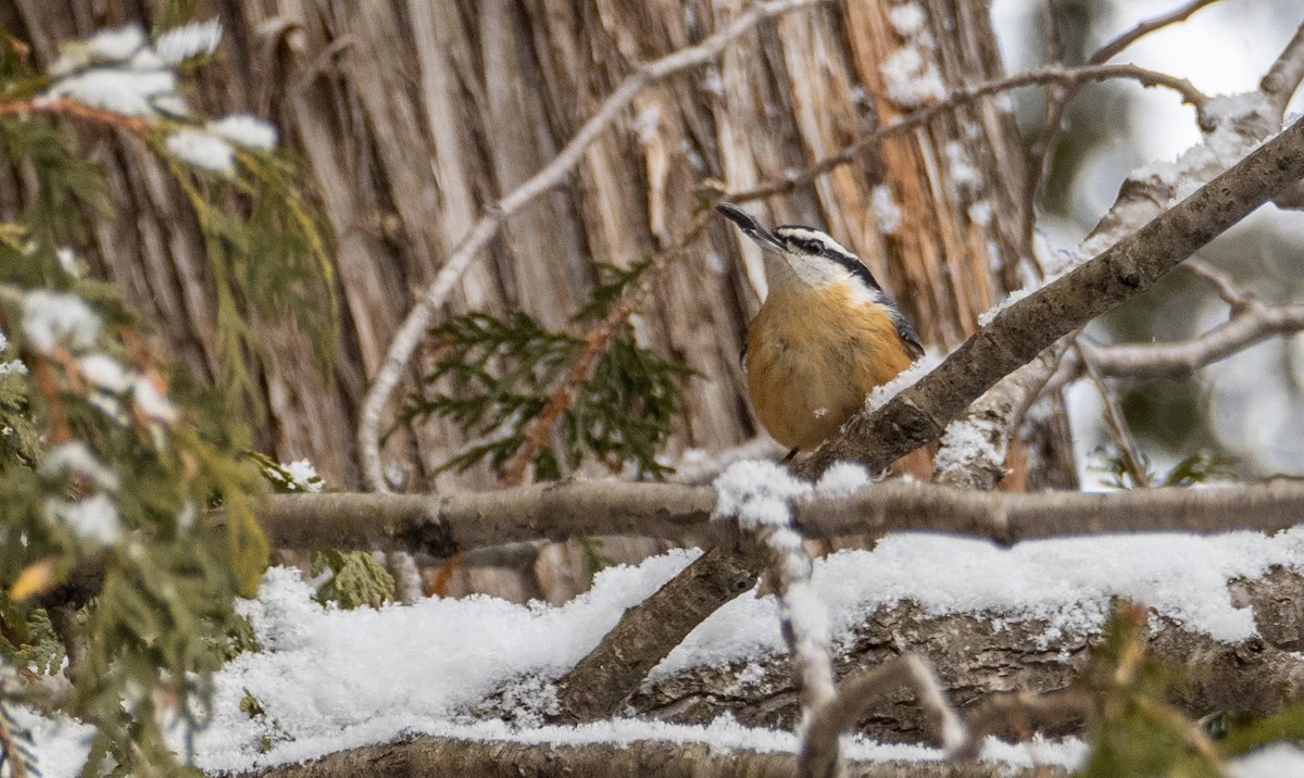 Red-breasted Nuthatch - ML613573849