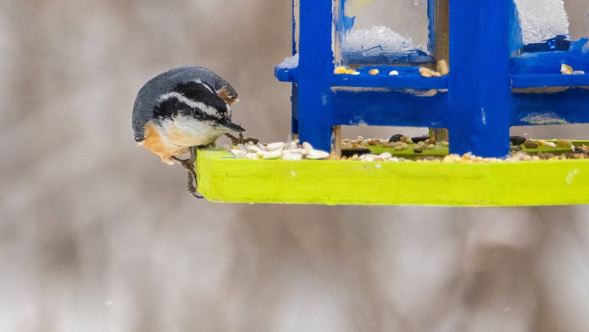 Red-breasted Nuthatch - ML613573850