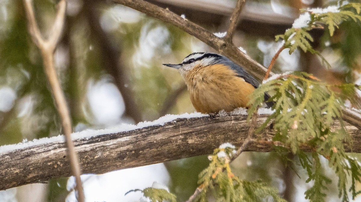Red-breasted Nuthatch - ML613573851