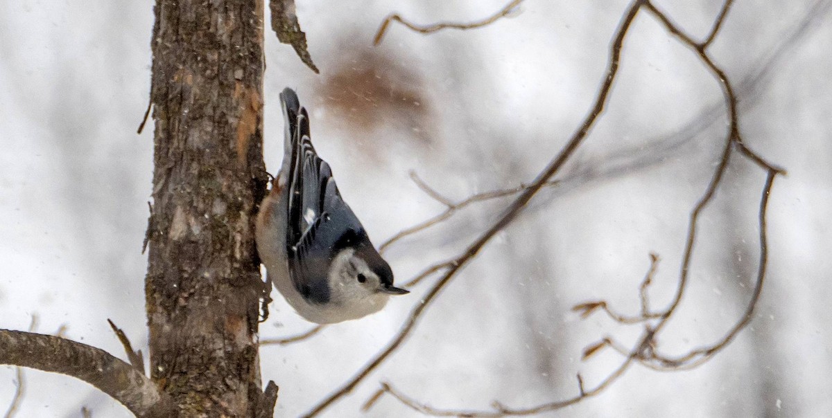 White-breasted Nuthatch - ML613573854